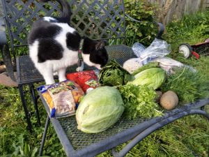 Sarah Hope's black and white cat Salty Petunia inspects some vegetables outside on a table