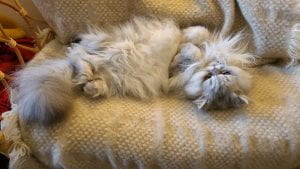 Kate McQ's long-haired, white and grey cat Gizmo sprawled out in a chair