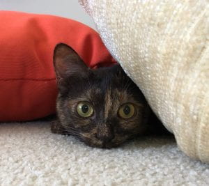 Ellen's tortie cat Hank hiding behind pillows