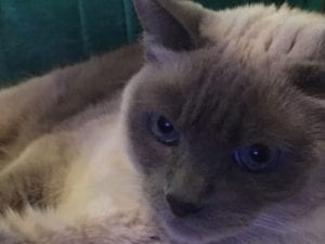 Close-up of Kae's bluepoint Siamese cat, Isis