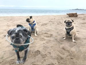 Lisa's three rescue pugs on the beach