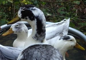 Terry's black and white ducks, Hughie, Dewie, and Louie