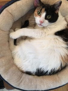 Photo of a black, brown, and white cat curled up in her bed. 